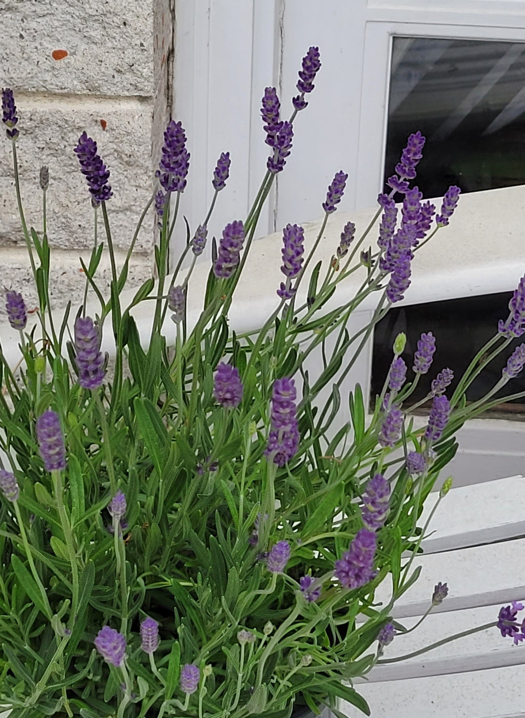 Lavender Essential Oil