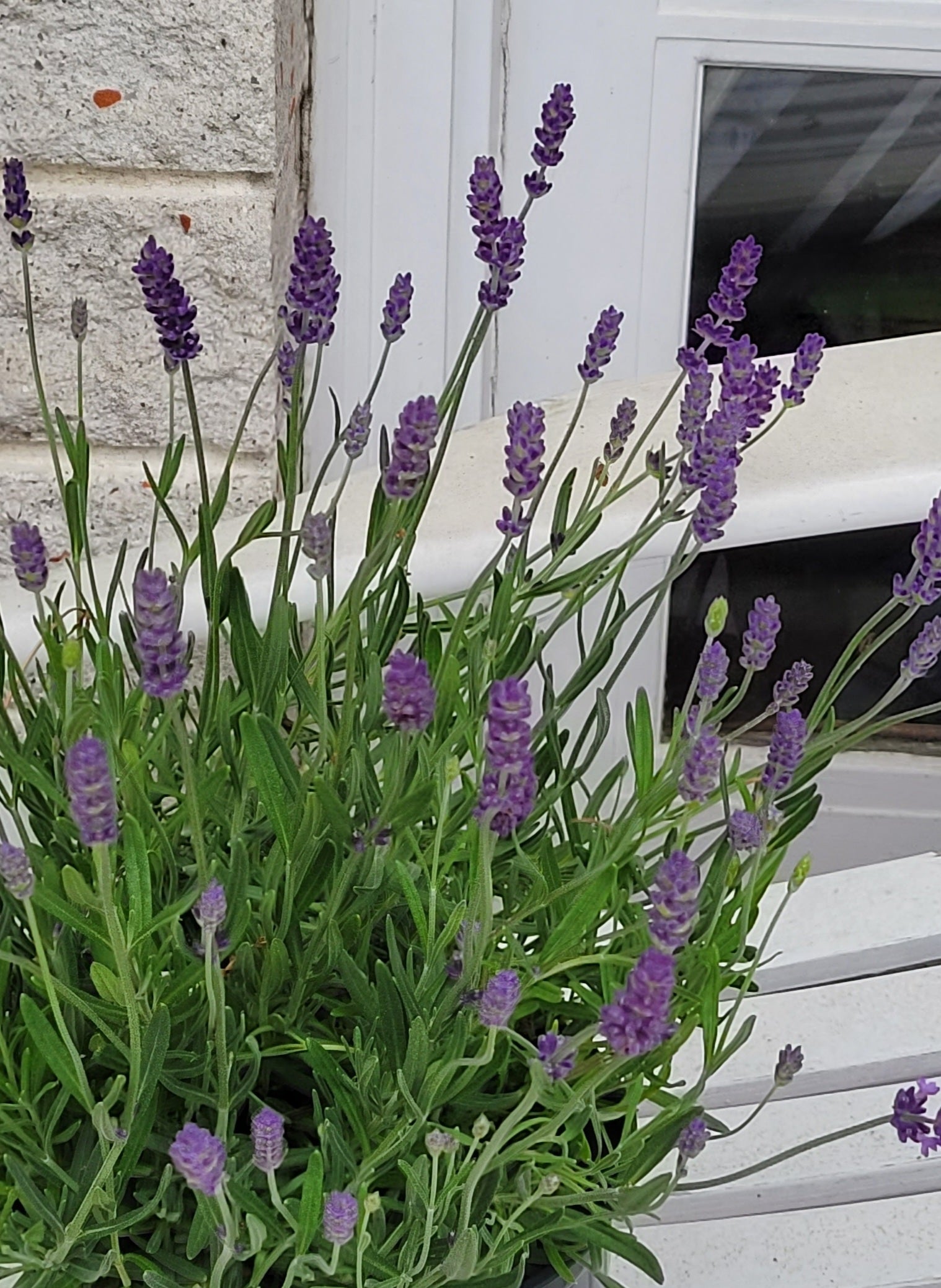 Lavender Essential Oil